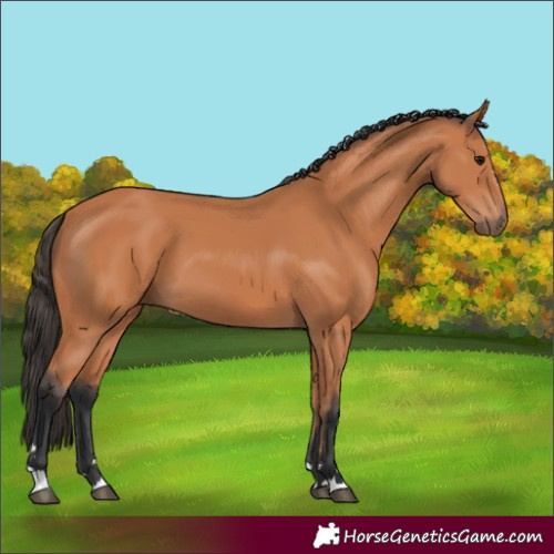 Horse Color:Bay 