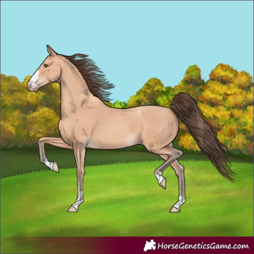 Horse Color:Unknown