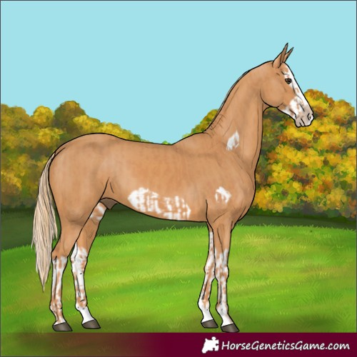 Horse Color:Chestnut Splash Frame  and Chestnut Splash Frame 