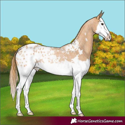 Horse Color:Red Roan Splash Frame Appaloosa Rabicano 
