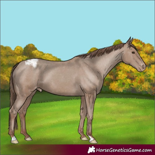 Horse Color:Classic Champagne Appaloosa 