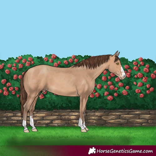 Horse Color:Amber Champagne Appaloosa 