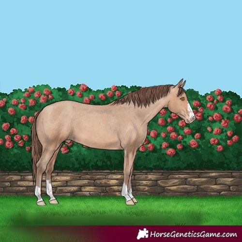 Horse Color:Amber Champagne Varnish 