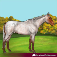 Horse Color:Silver Bay Roan Appaloosa Rabicano