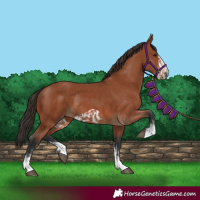 Horse Color:Bay Sabino Rabicano  and Bay Sabino Frame Rabicano 