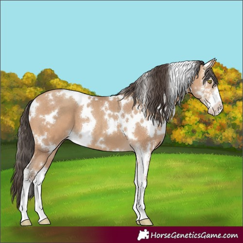 Horse Color:White Spotted Amber Champagne Sabino 