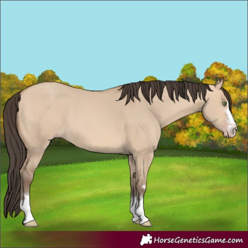 Horse Color:Amber Champagne Dun 