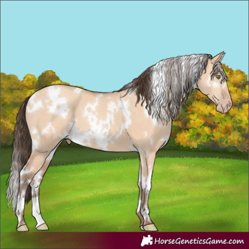 Horse Color:White Spotted Amber Champagne Dun 