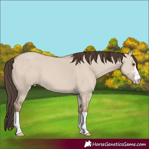Horse Color:Classic Champagne Dun 