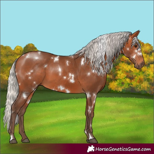 Horse Color:White Spotted Silver Bay