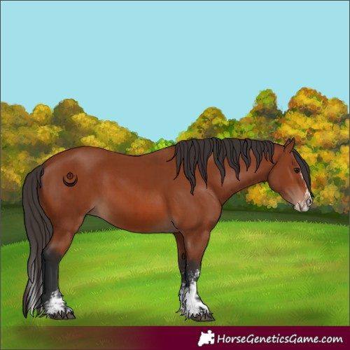 Horse Color:Bay Sabino Rabicano and Bay Sabino Splash Rabicano