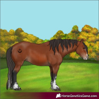 Horse Color:Bay Sabino Rabicano and Bay Sabino Splash Rabicano