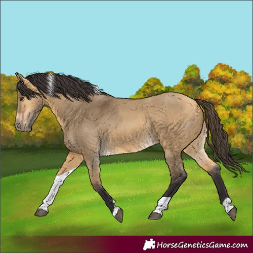 Horse Color:Buckskin Dun Tobiano 