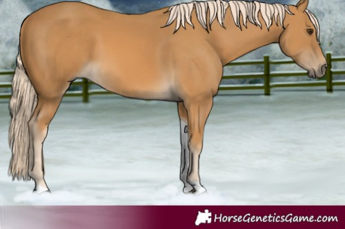 Horse Color:Palomino Tobiano 