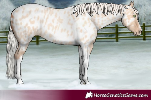 Horse Color:Silver Amber Champagne Roan Dun Splash Tobiano Frame Near Leopard Rabicano 