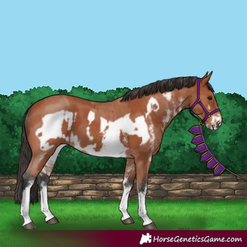 Horse Color:Bay Sabino Rabicano  and Bay Sabino Frame Rabicano 