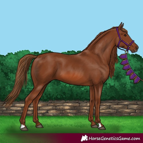 Horse Color:Chestnut 