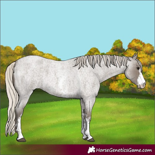 Horse Color:Silver Smoky Blue Roan Sabino 