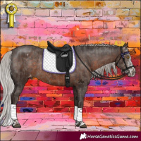 Horse Color:Silver Black Rabicano  and Silver Brown Sabino Appaloosa Rabicano 