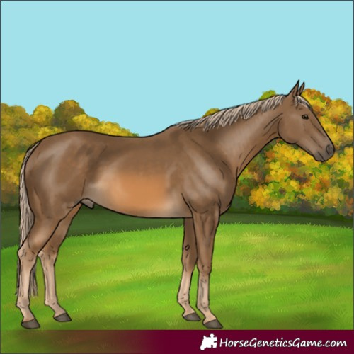 Horse Color:Chocolate Palomino 