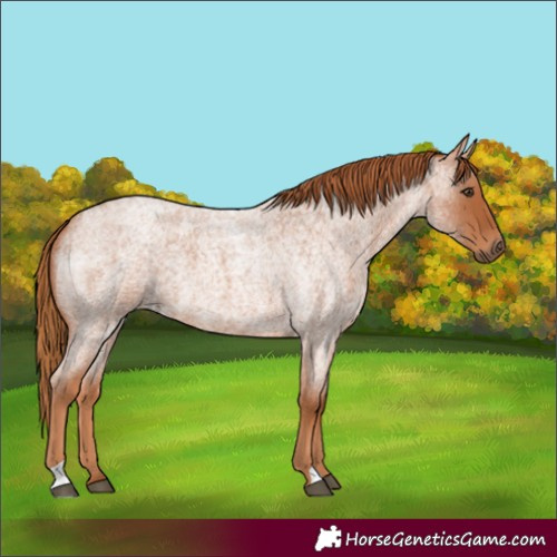 Horse Color:Red Roan 