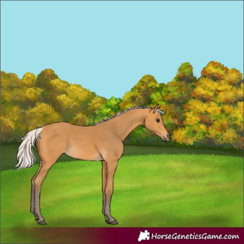 Horse Color:Silver Buckskin Rabicano