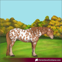 Horse Color:Chestnut Appaloosa