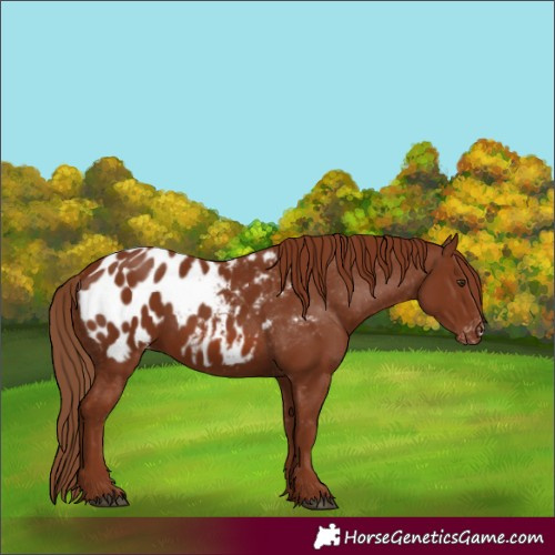 Horse Color:Chestnut Appaloosa 