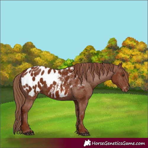 Horse Color:Chestnut Appaloosa