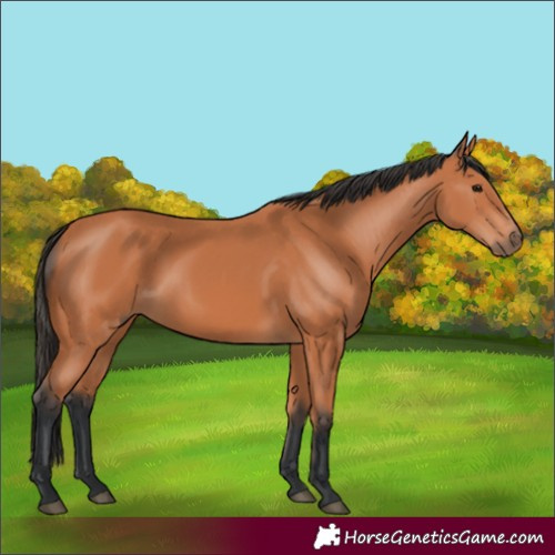Horse Color:Bay 