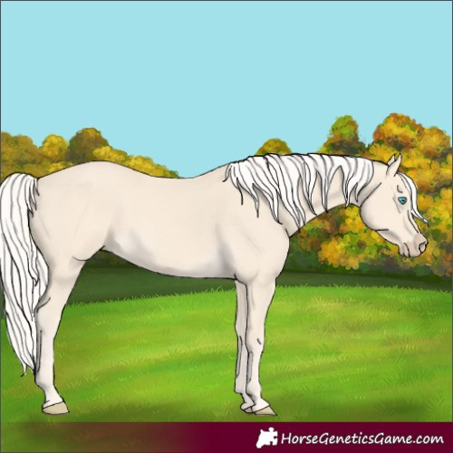 Horse Color:Cremello 