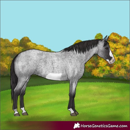 Horse Color:Smoky Blue Roan Frame 