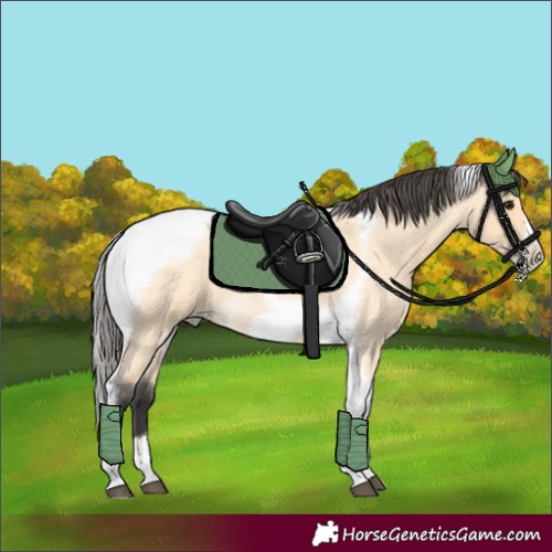 Horse Color:Buckskin Roan Tobiano Frame 