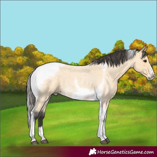 Horse Color:Buckskin Roan Tobiano Frame 
