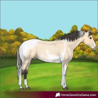 Horse Color:Buckskin Roan Tobiano Frame 