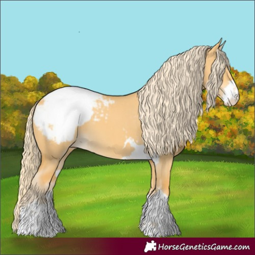 Horse Color:Palomino Dun Appaloosa 