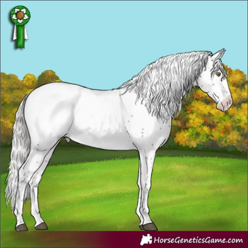 Horse Color:Silver Brown Sabino Appaloosa Rabicano 