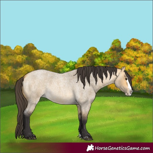 Horse Color:Buckskin Roan Dun Splash