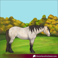 Horse Color:Buckskin Roan Dun Splash