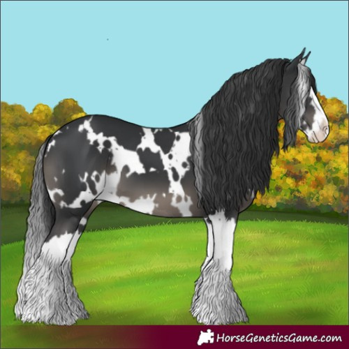 Horse Color:White Spotted Black Splash 