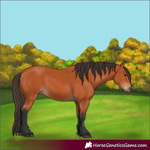 Horse Color:Bay 