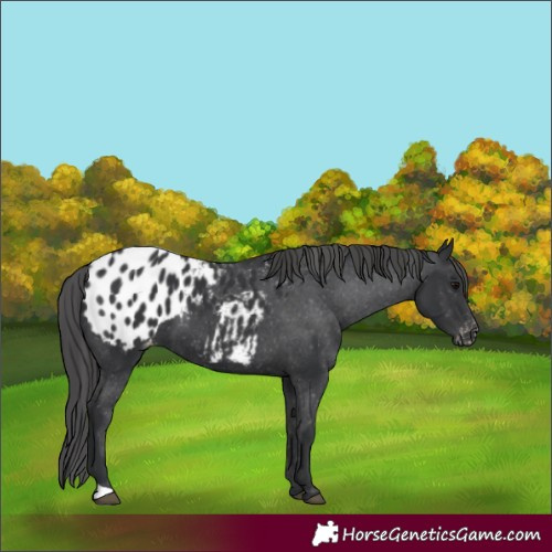 Horse Color:Black Appaloosa