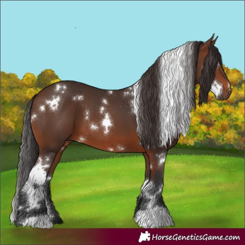Horse Color:White Spotted Brown