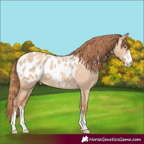 Horse Color:Gold Champagne Dun Appaloosa 
