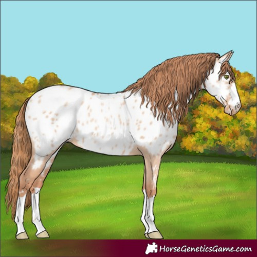 Horse Color:Gold Champagne Dun Appaloosa 