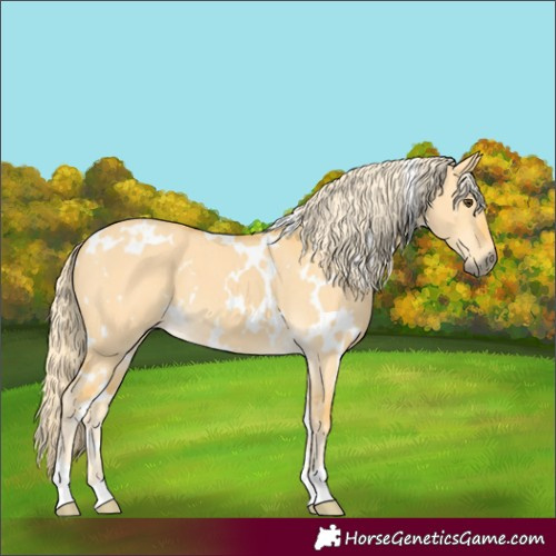 Horse Color:White Spotted Palomino Dun 