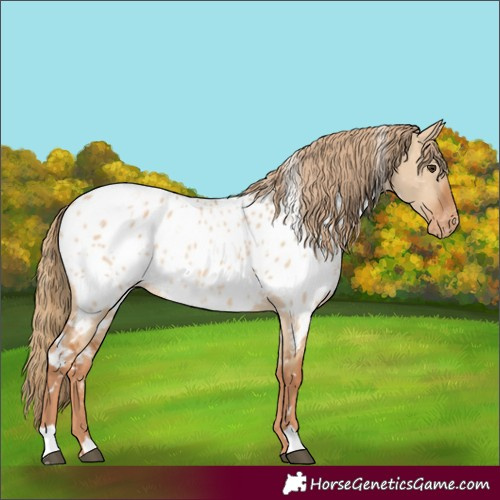 Horse Color:White Spotted Red Dun Appaloosa