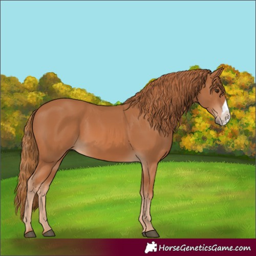 Horse Color:Chestnut Frame 