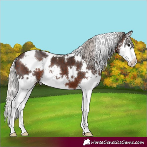 Horse Color:White Spotted Silver Brown Splash
