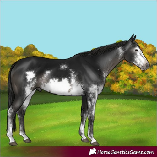 Horse Color:Gray Black Sabino Frame 